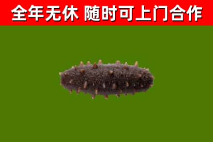 盂市回收海参干